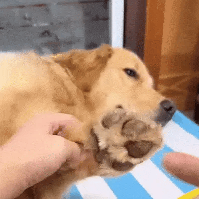 Recortadora Silenciosa para Mascotas