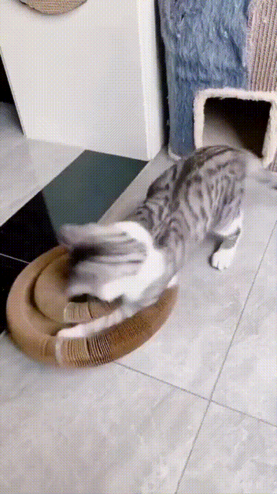 Juguete Mágico para Gatos😻 (DESCUENTO + 2X1)