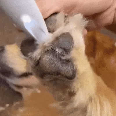 Recortadora Silenciosa para Mascotas